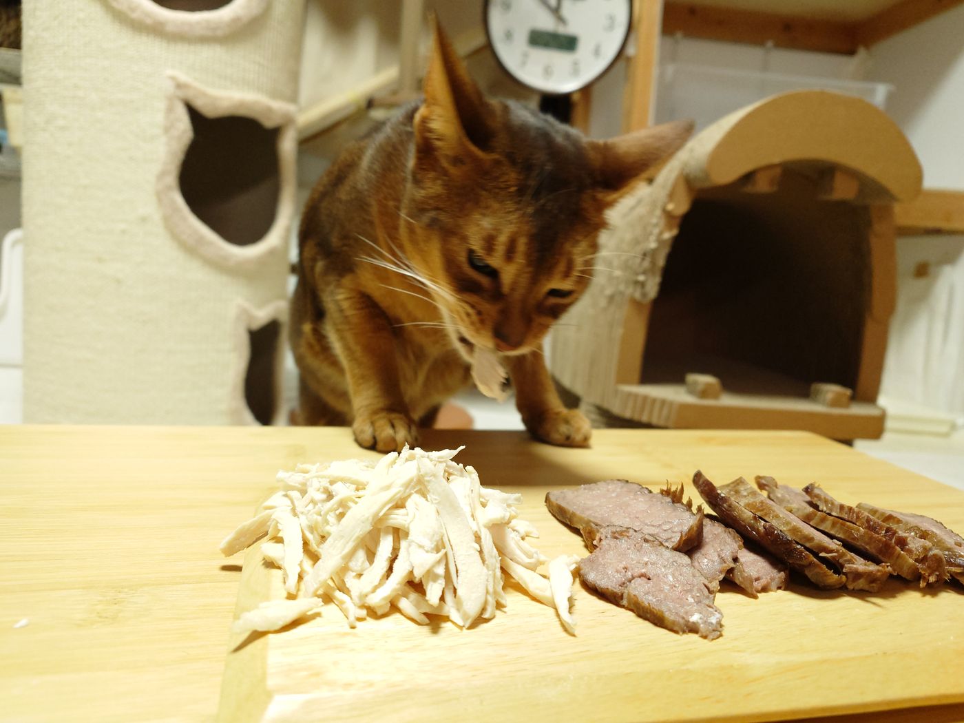 ささみと肉を前にした猫