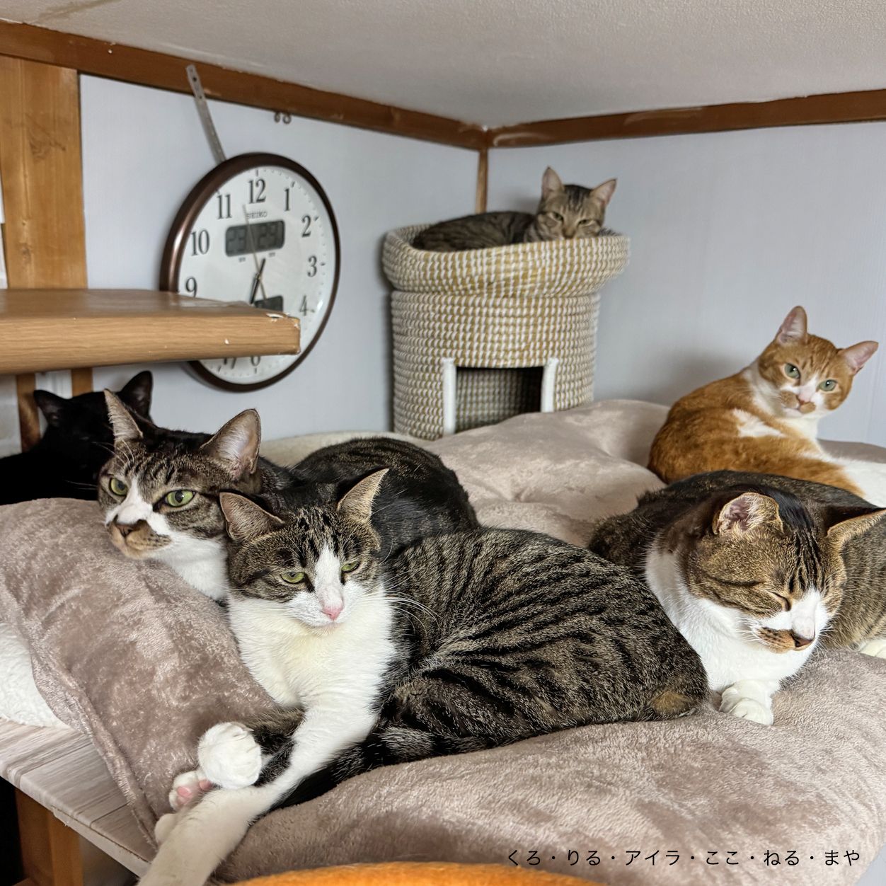 猫部屋のベッドで重なって眠る猫たち