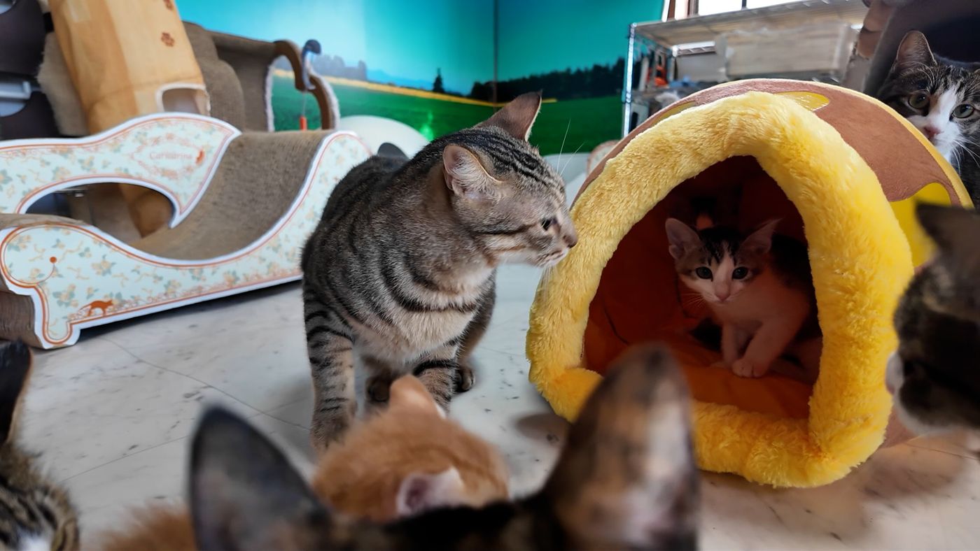 ライブカメラ2：猫部屋で過ごす猫たち