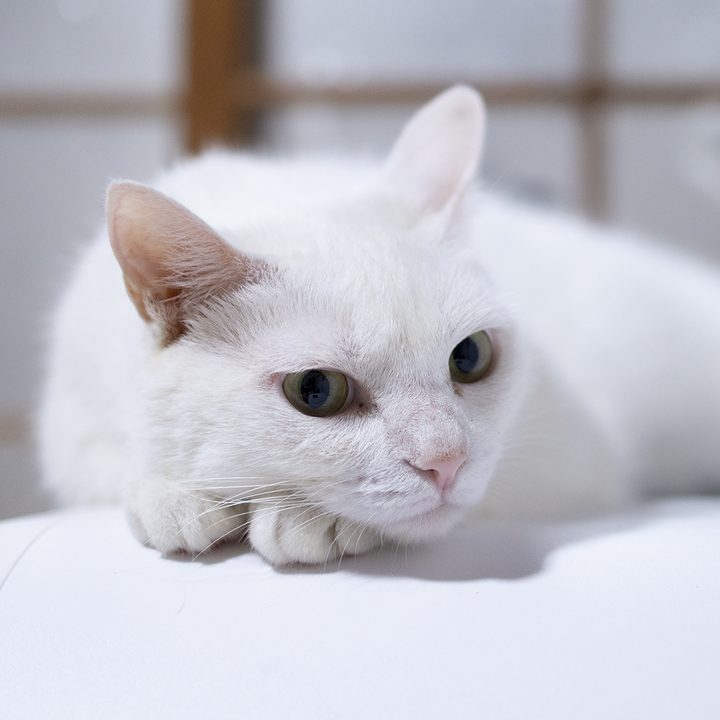 ベル（白猫）