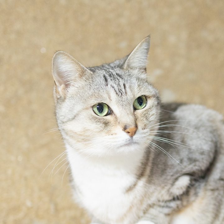 シピ（サバトラ）