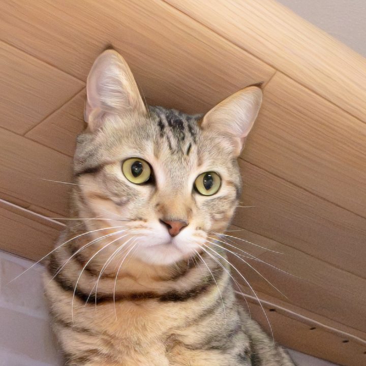 ココ（キジトラ）