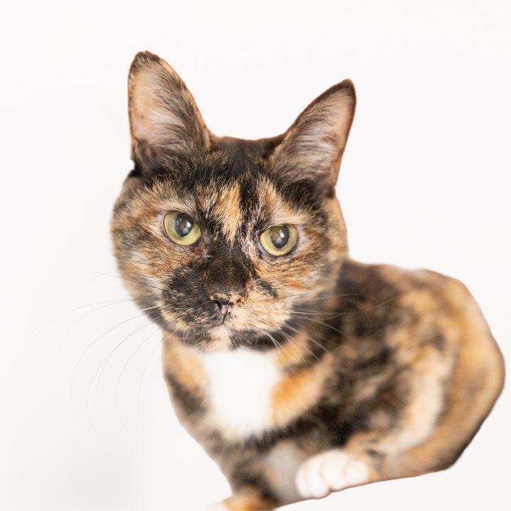 ラナ（サビ猫）