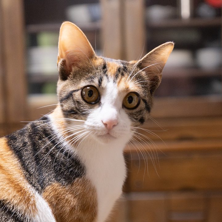 ラテ（三毛猫）