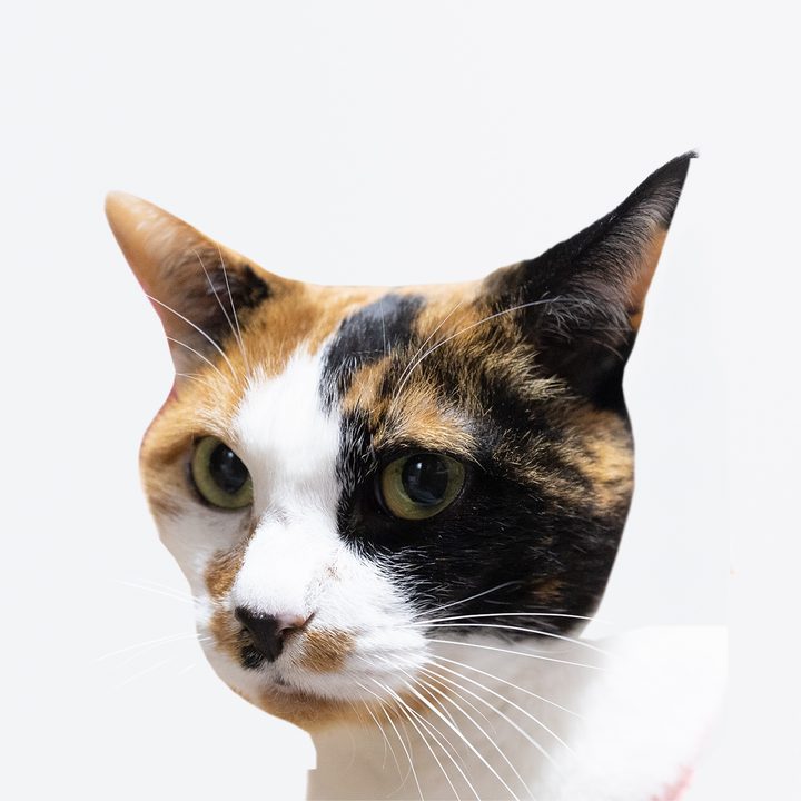 ミケ（三毛猫）