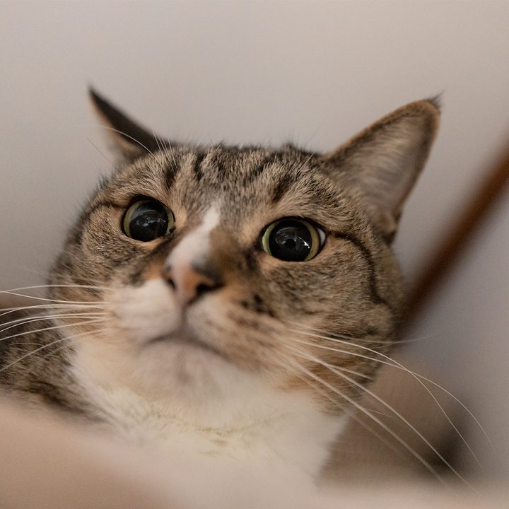 ミミ（キジ白）