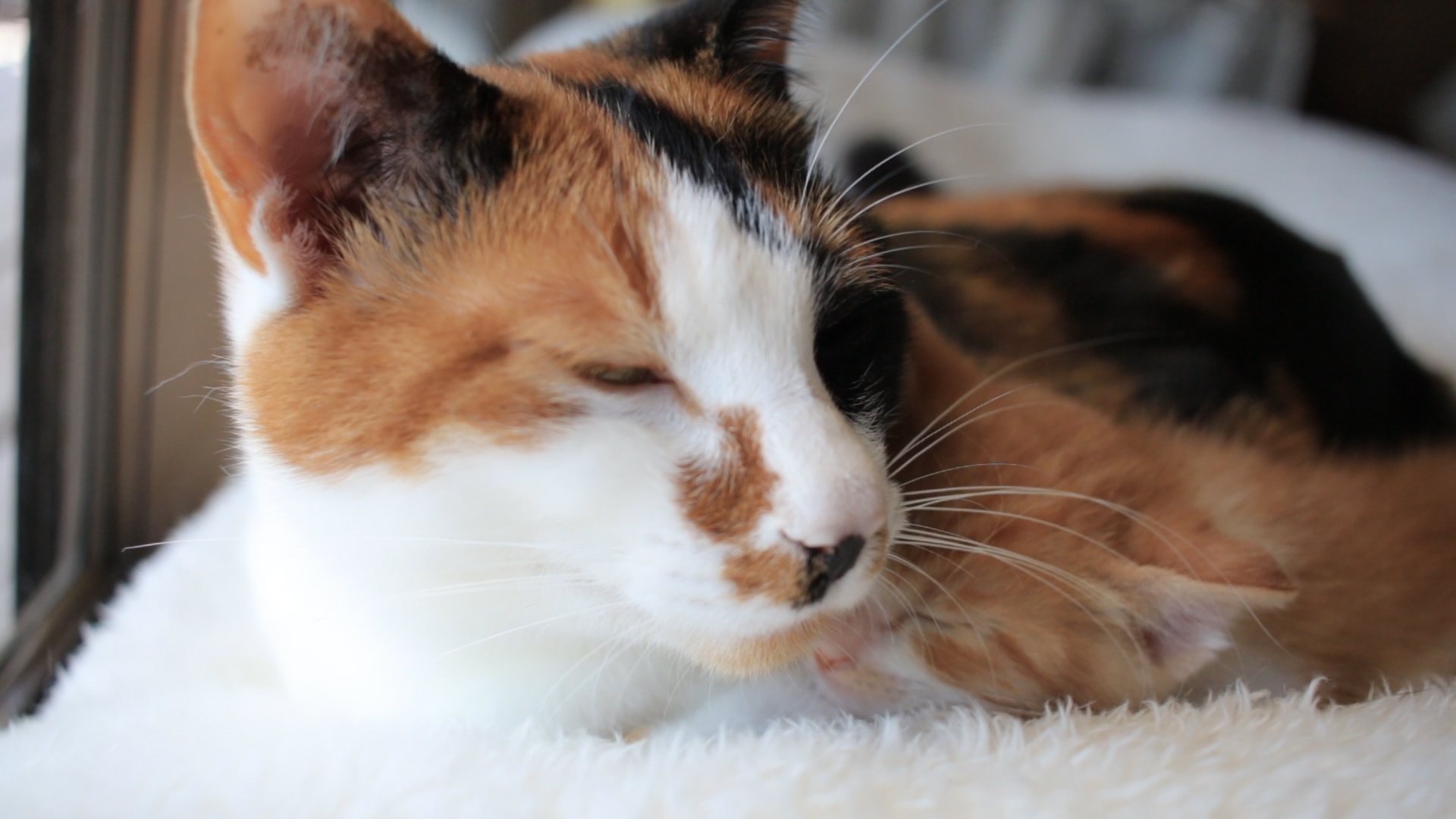 窓辺で寄り添って眠る三毛猫のミケと、マヤ