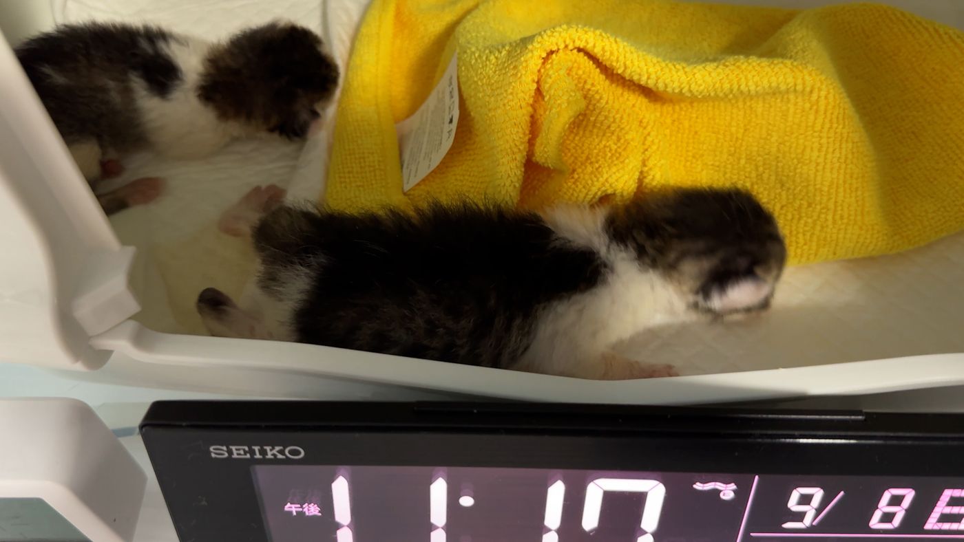 保育室の中のキャリーで眠る子猫と、時刻を表示する時計
