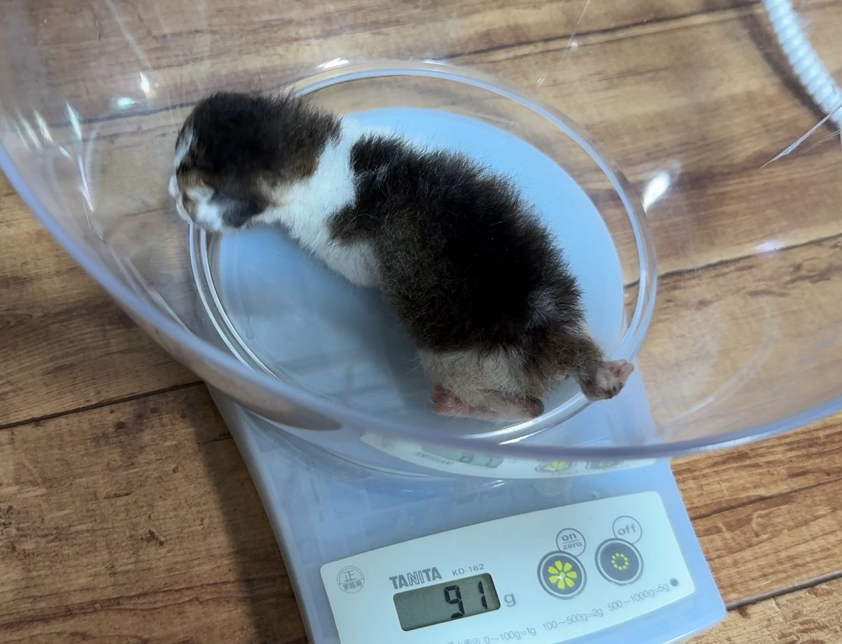 はかりの上のボウルに入った子猫