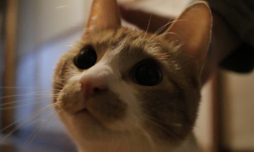 Miaou Youtube Channel Miaou みゃうの猫部屋日記