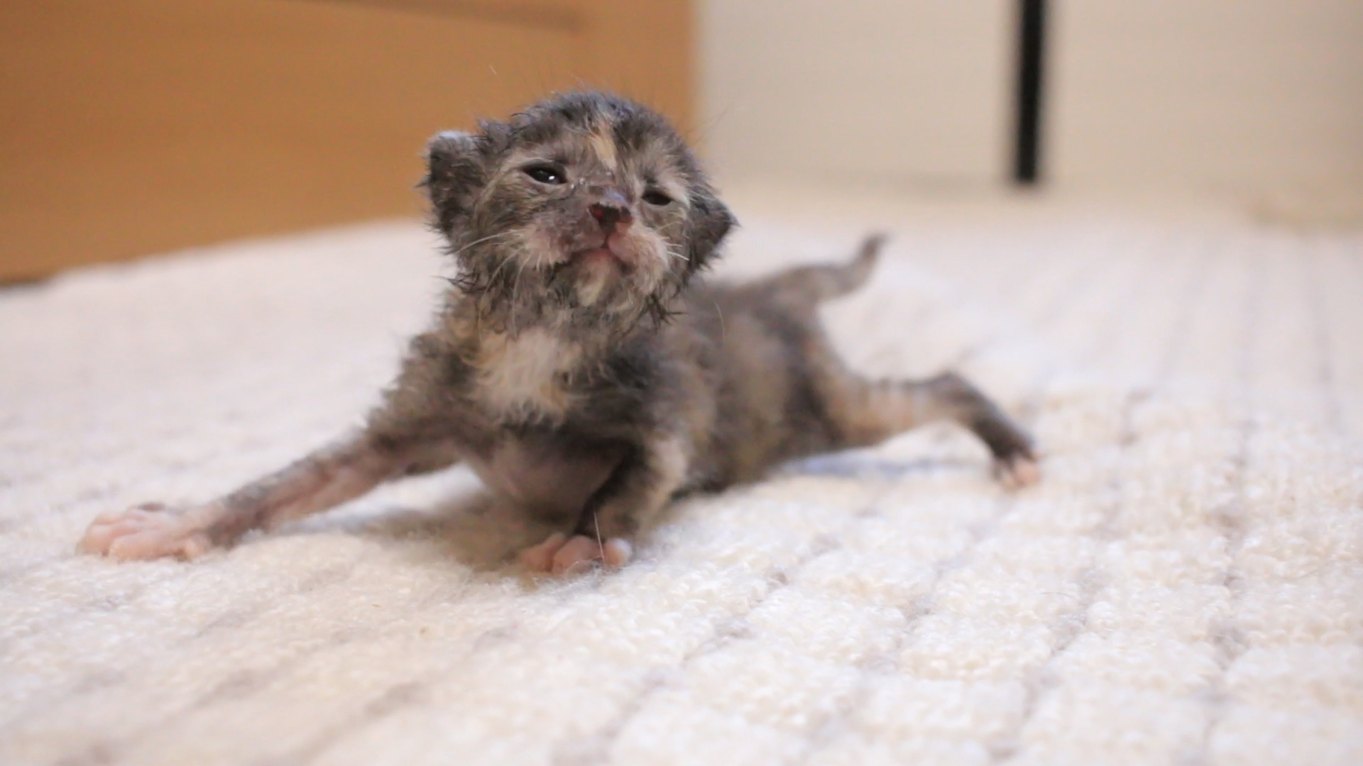 Miaou みゃうの猫部屋日記 仔猫らな 人工飼育５日間の備忘記録