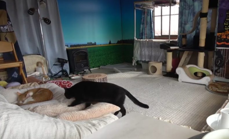 黒 猫 の 部屋